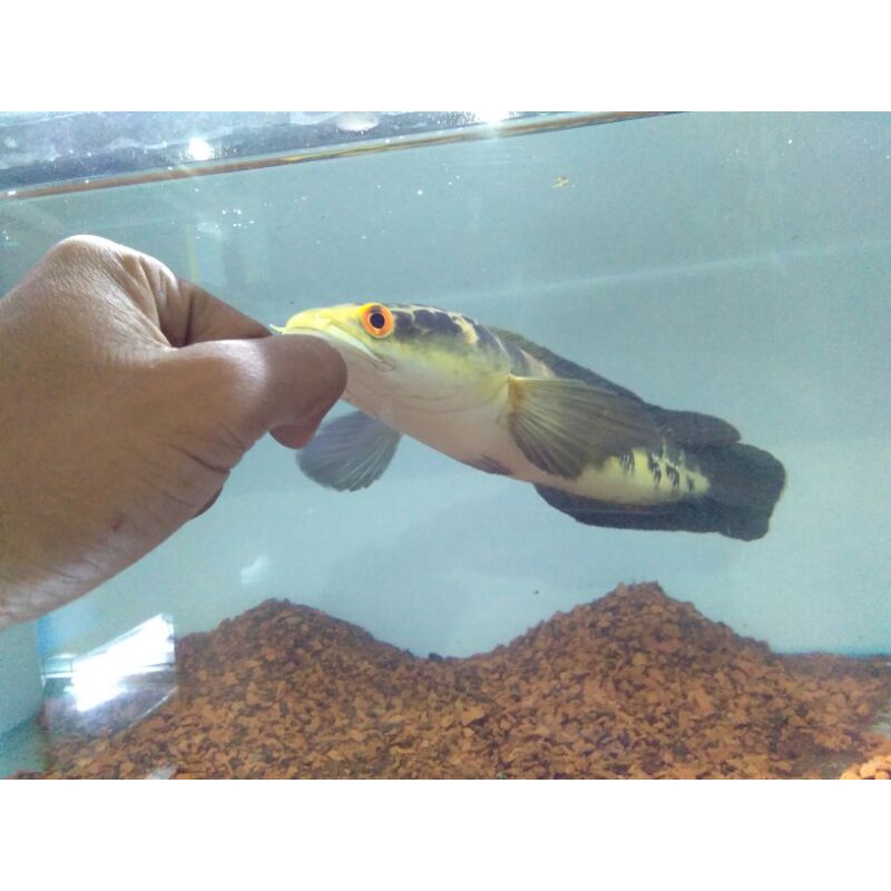 channa maru yellow RIAU 35cm+