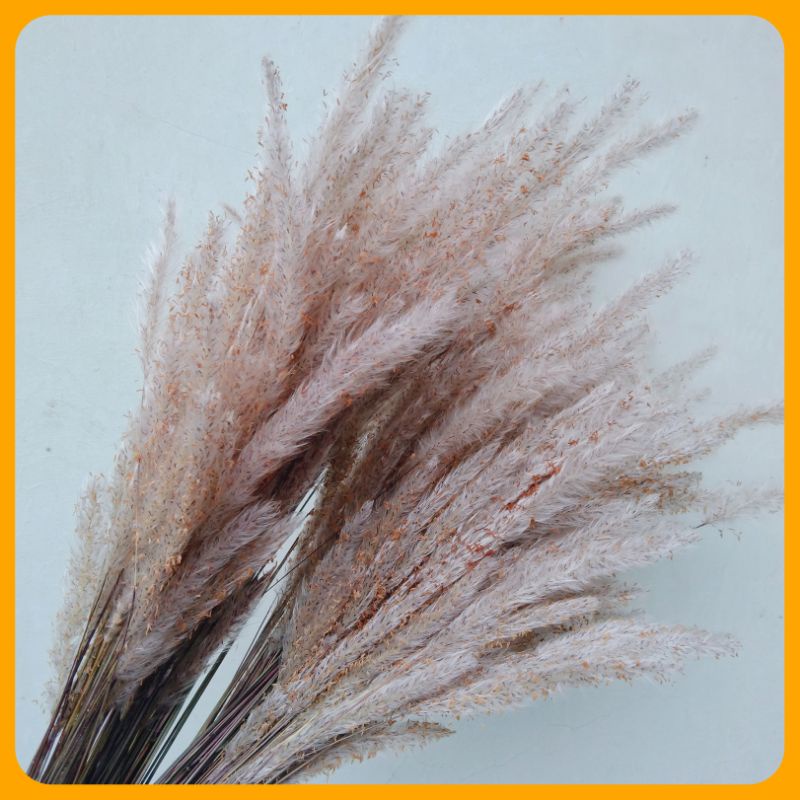 [15 Tangkai] Bunga Pampas Lokal