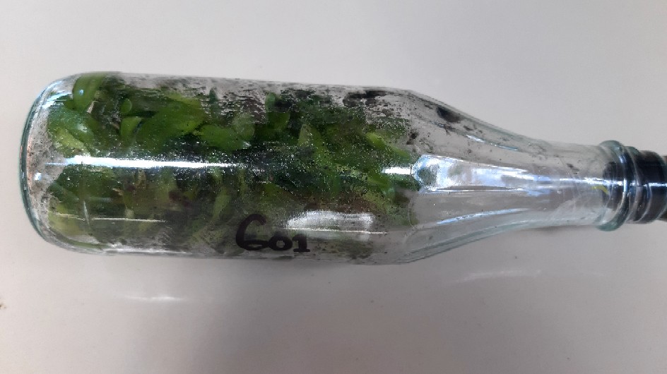 Anggrek Dendrobium Botol Hybrid Siap Aklimatisasi