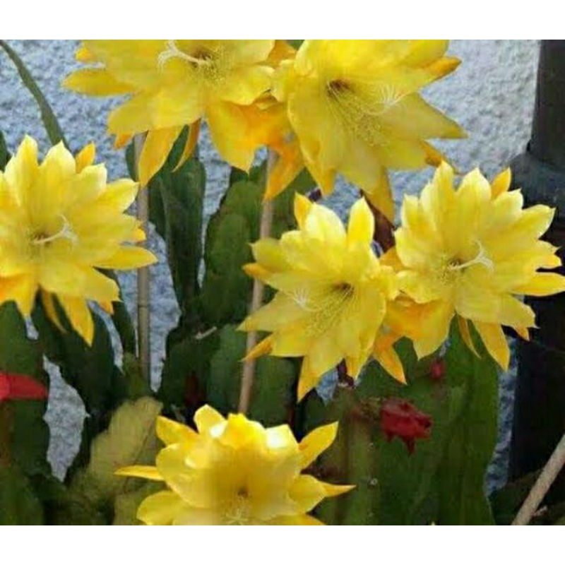 bibit wijaya kusuma _ tanaman hias wijaya kusuma bunga kuning