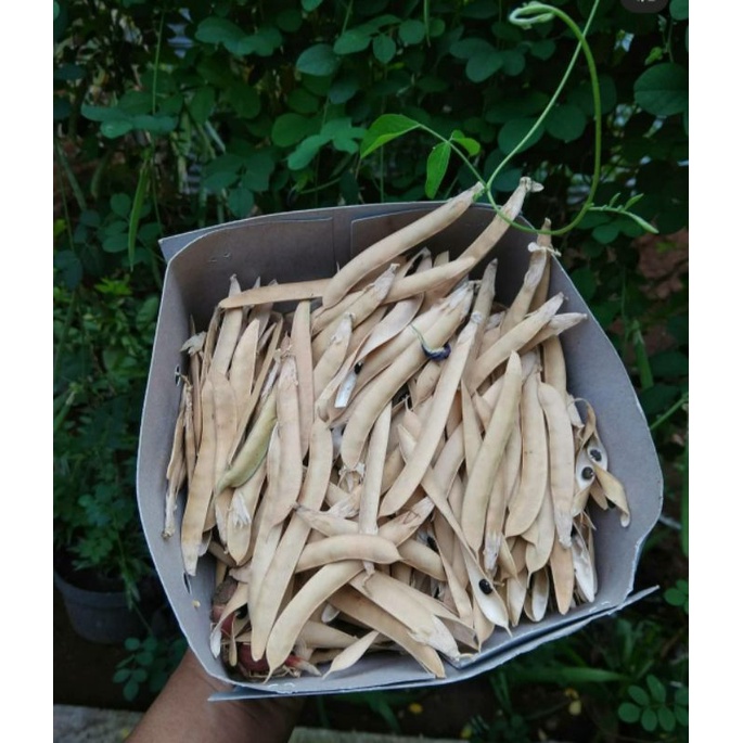 

Benih Biji- Bunga Telang Butterfly Pea