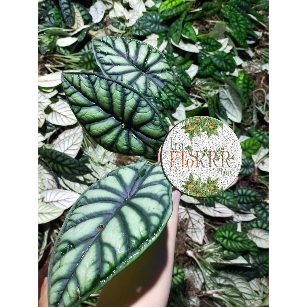 Alokasia Alocasia Dragon Scale Termurah Dishope Min Order 5 Shopee Indonesia