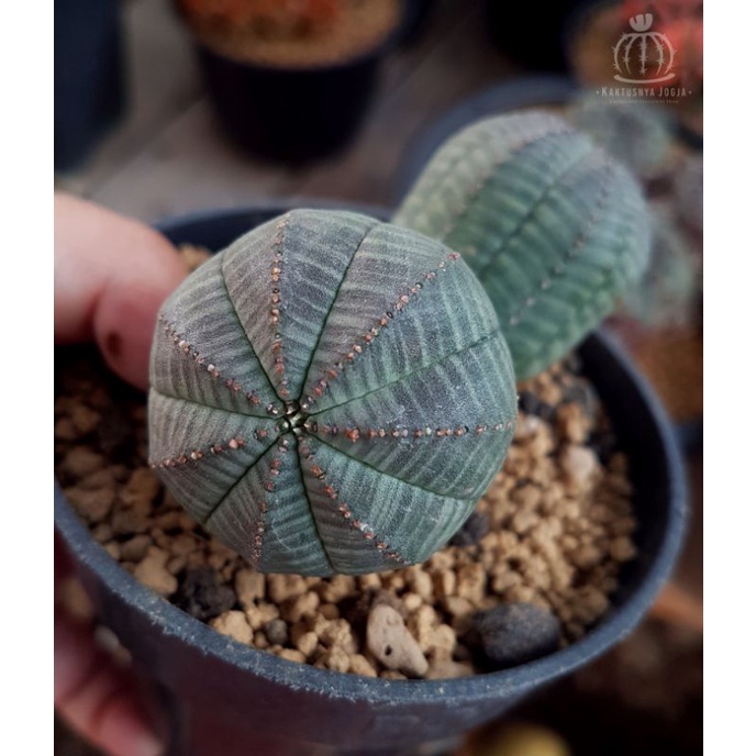 Tanaman kaktus Euphorbia Obesa Cluster