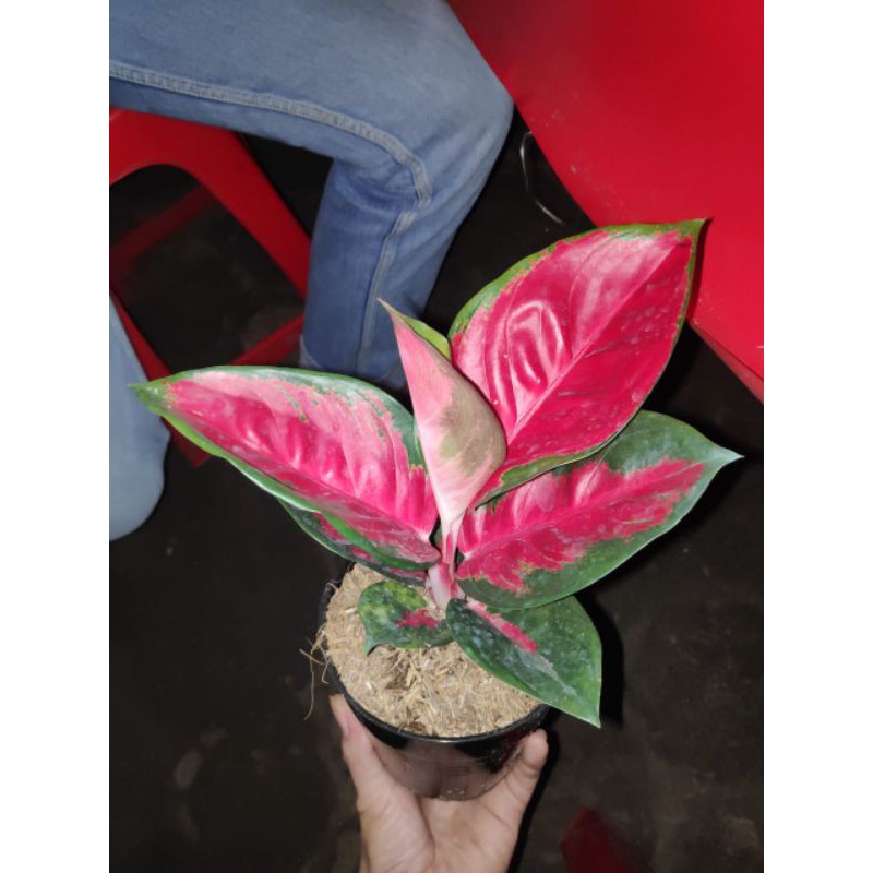 Tanaman hias aglaonema suksom jaipong - suksom kultur