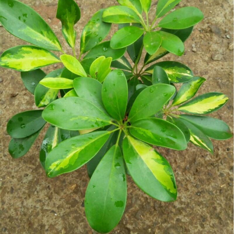 Pohon Wali Songo Variegata