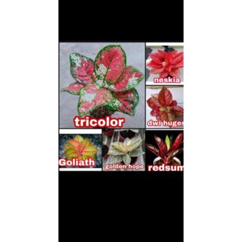 promo paket 6 baby aglonema, tricolour, Goliath, golden hope,red sumatera, Dewi Hughes, nezkia anaka