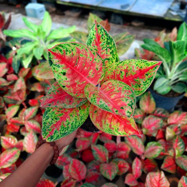 Aglonema Mahasety Aglaonema  Mahasety Tanaman Aglonema 