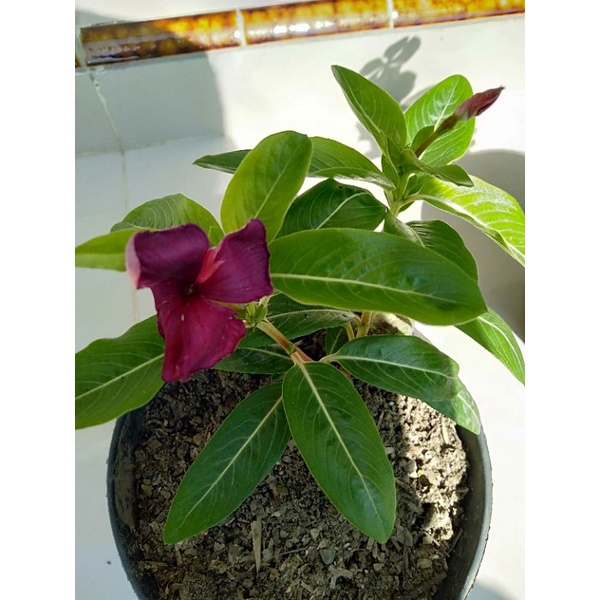 bunga vinca ungu / vinca lavender hidup