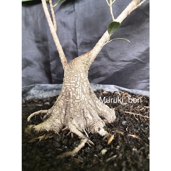 realpict bahan bonsai beringin kimeng mame prokar