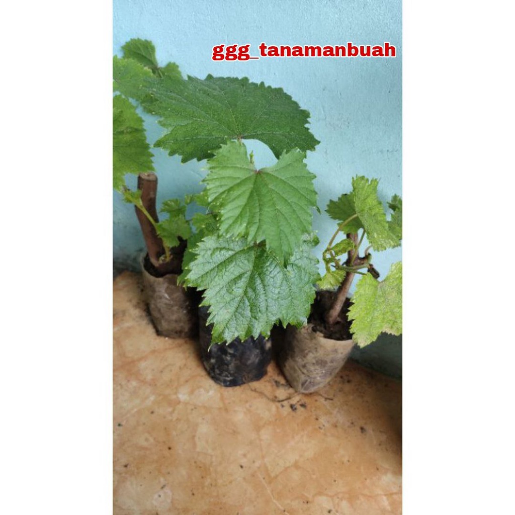 Bibit Anggur Import Merah Super Cutting