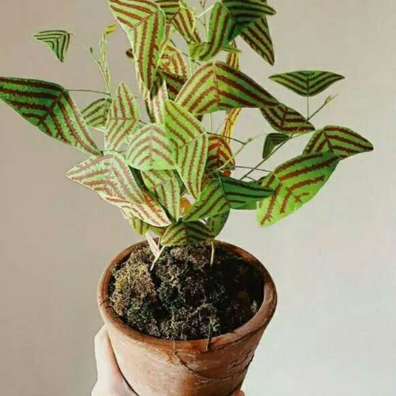 tanaman hias kupu kupu batik-oxalis batik kupu-kupu-oxalis batik-tanaman hias kupu kupu batik oxalis