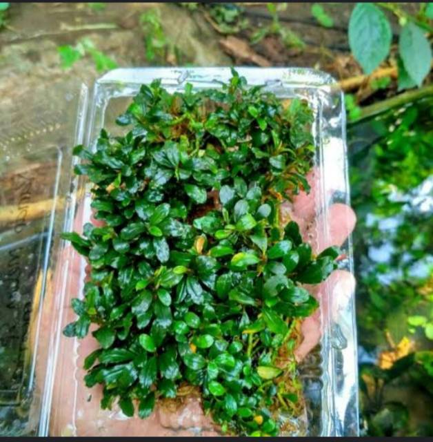 Bucephalandra  medium Tanaman AQuascape