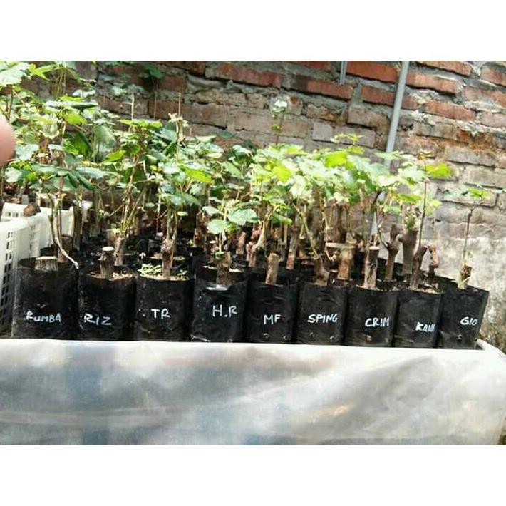 Bibit Anggur Merah Varietas Unggul Husain Merah. Bibit Impor Anggur Merah Bkk