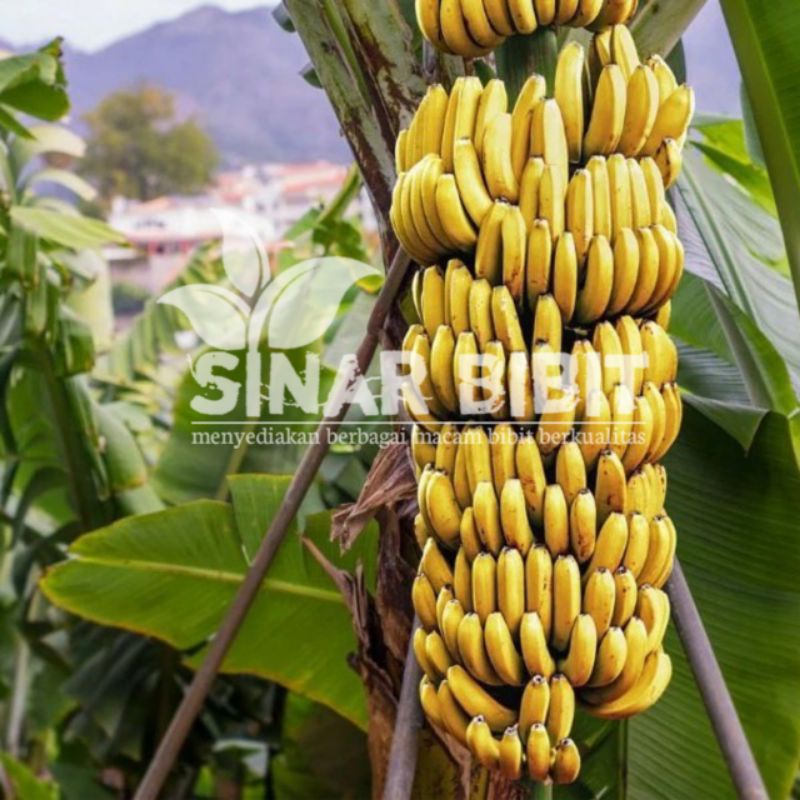 bibit pisang Ambon super