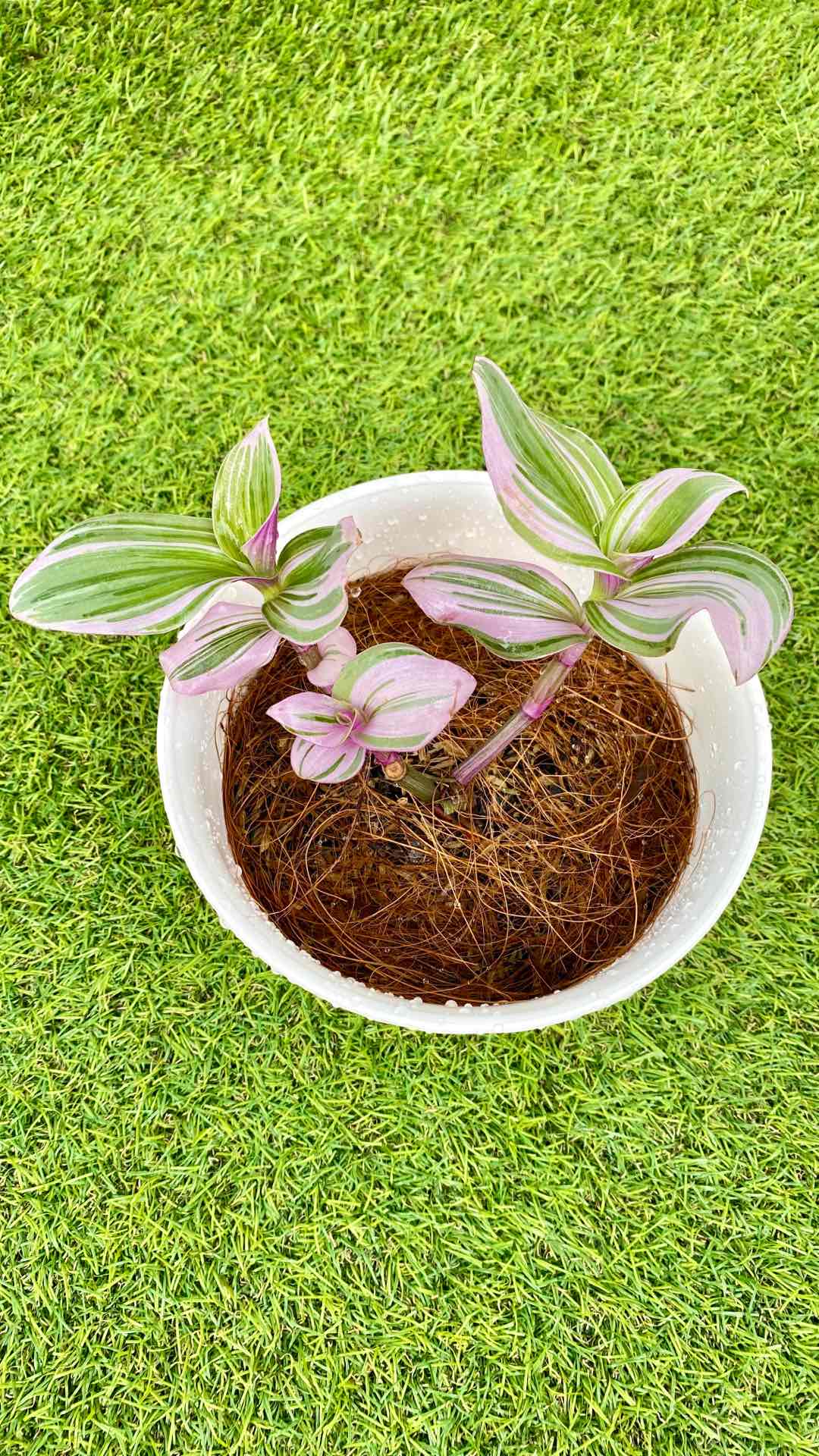 Tanaman Hias Nanouk Tradescantia