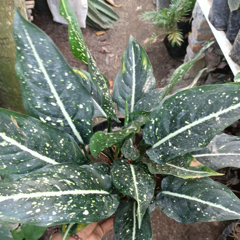 Aglonema maranta Aglonema srikit