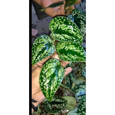 tanaman hias scindapsus tricolor