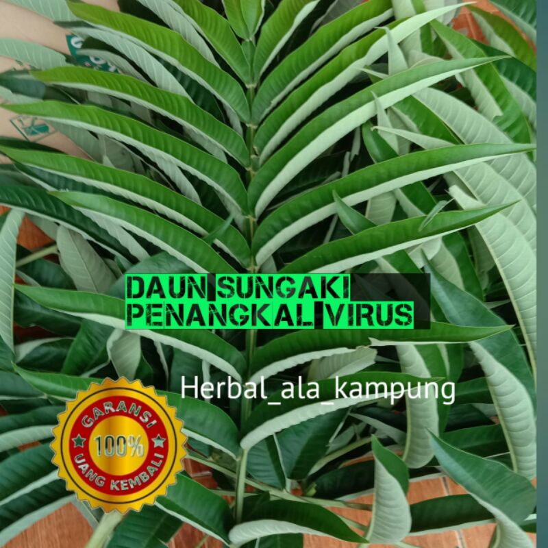 

Daun Sungaki Obat Herbal Penangkal Virus