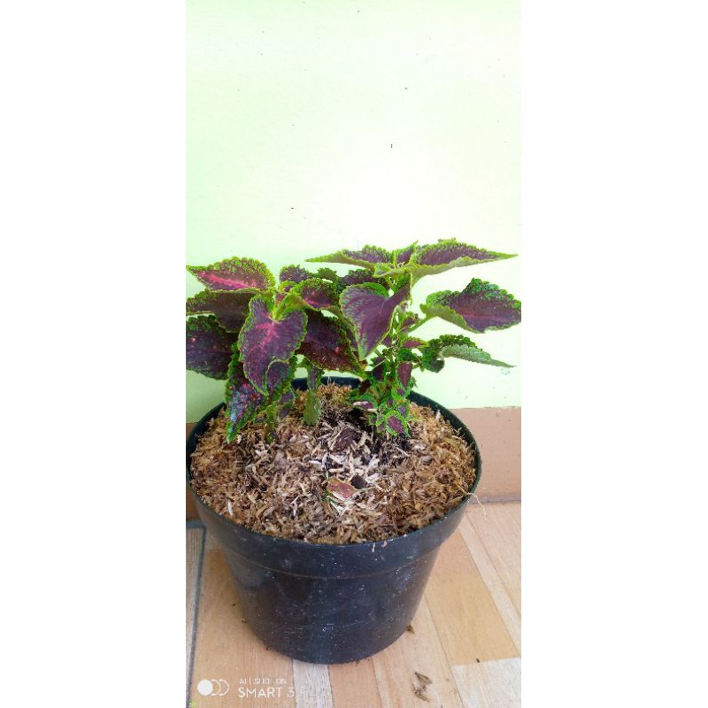 tanaman miana lidah merah/coleus plectranthus scutellarioides