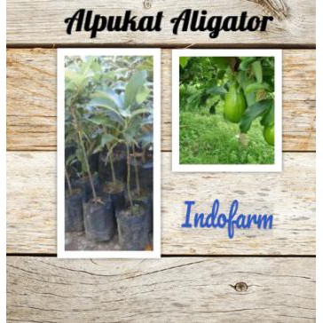 n4wf Tanaman Bibit Buah Alpukat Aligator i”*