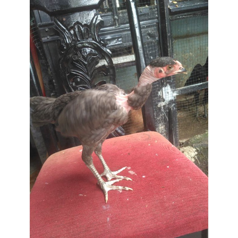 

Ayam Biang Saigon Um 2 Bulan