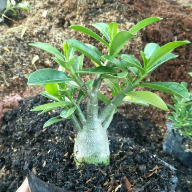 bibit tanaman adenium  bonggol besar bahan bonsai kamboja jepang -RF