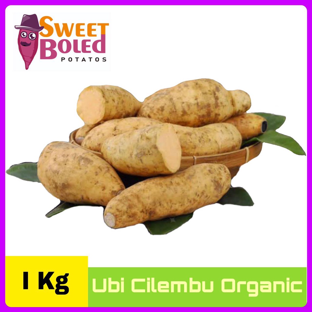 

Ubi Cilembu / Ubi Ungu / Ubi Jepang 1 Kg by SweetBoled.id | Sweet Potato | Organik | Sayur Segar | Diet