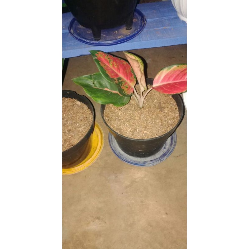 Tanaman hias Red Kochin - Kochin Tembaga bibit