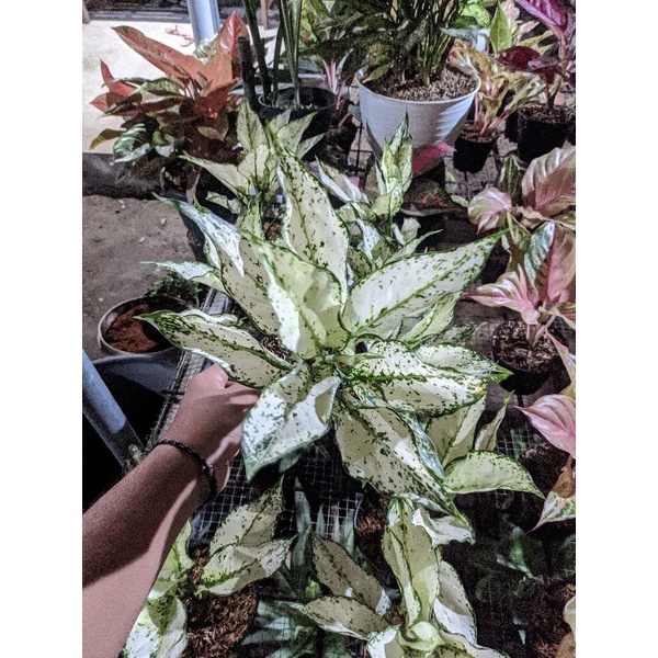 Aglonema Siam Paragon