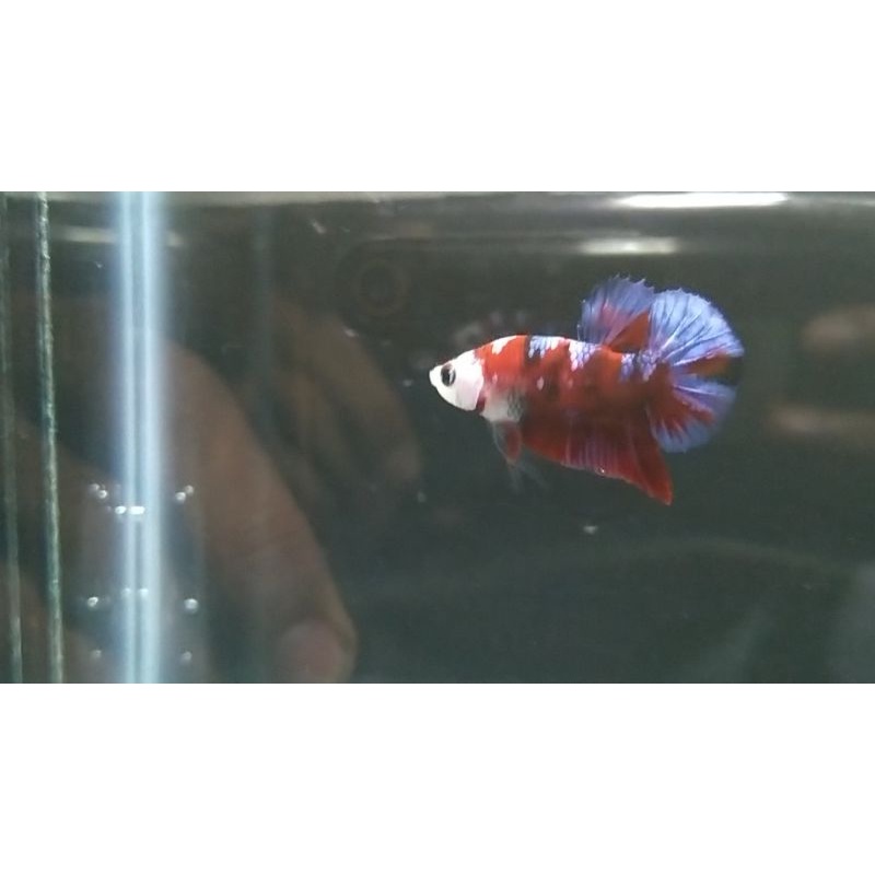 Betta/Cupang Masking Red Koi Galaxy Multycolour