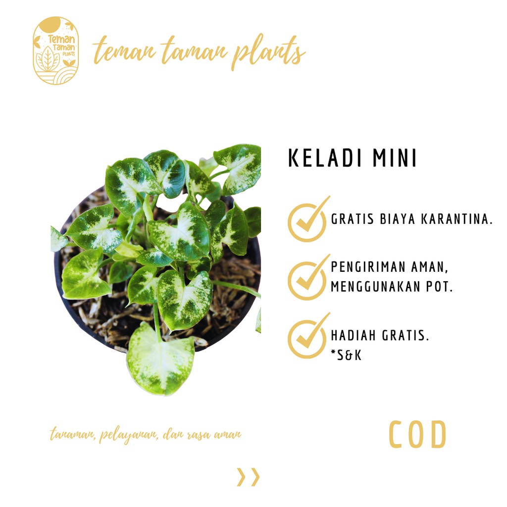 Tanaman  Hias  Keladi Mini Bunga Hidup Syngonium Mini   Tanaman  Hias  Keladi Mini Bunga Hidup Syngonium Mini