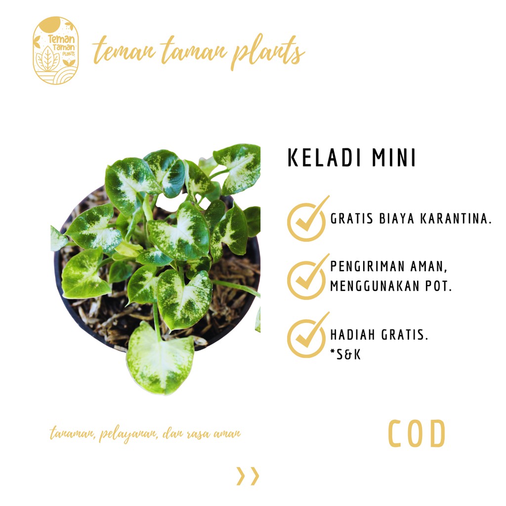  Tanaman  Hias  Keladi Mini Bunga Hidup Syngonium Mini 