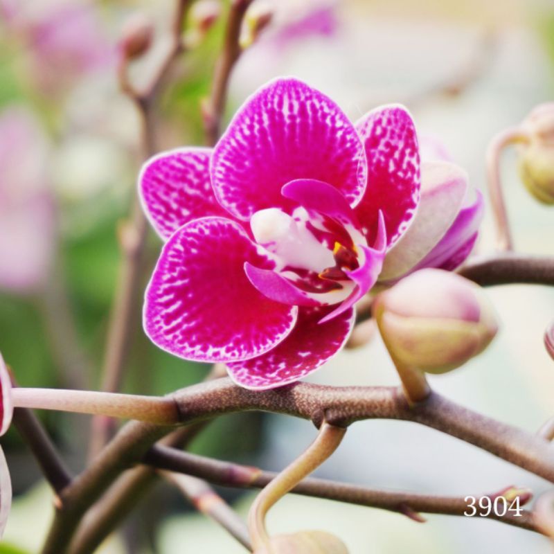 anggrek bulan mini premium murah spike