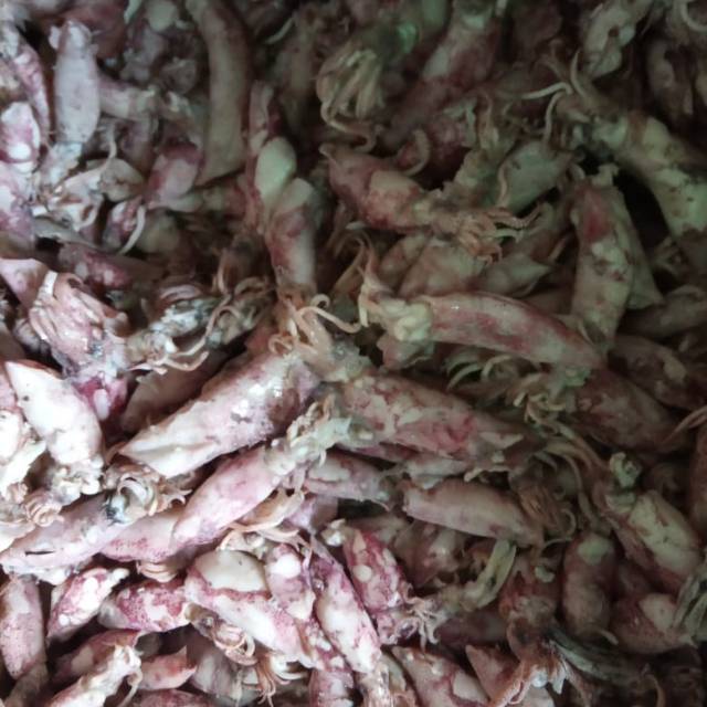

CUMI FRESH BERKUALITAS DAN MURAH
