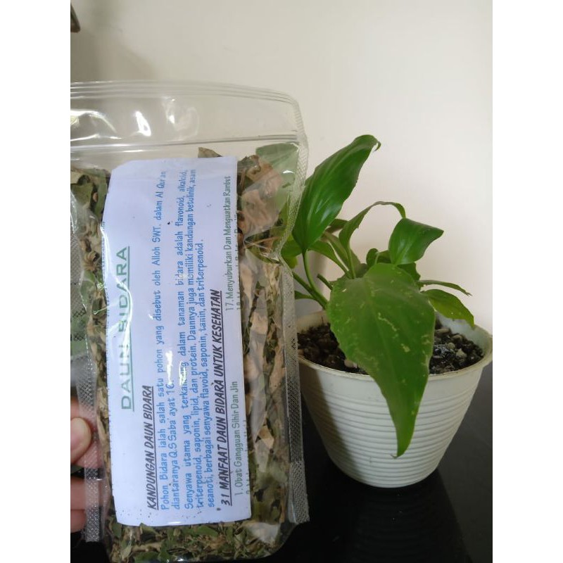 Daun Kering Bidara