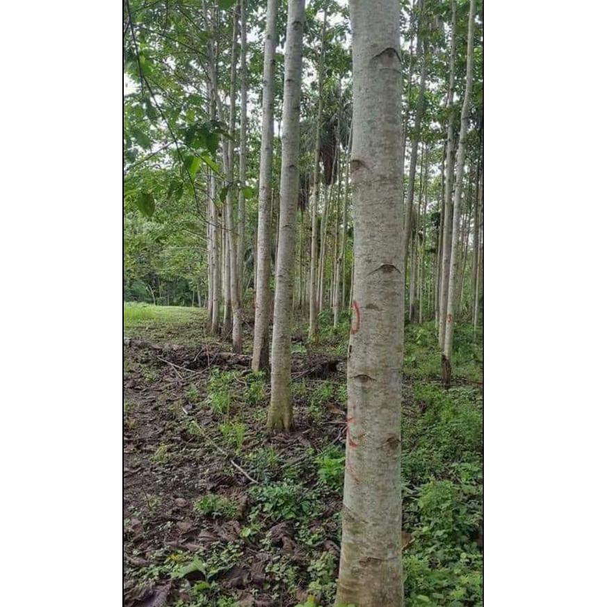 Produk Terbaik] Bibit Grade A - 1 Ons Benih Biji Kayu Pohon Jabon Merah Samama