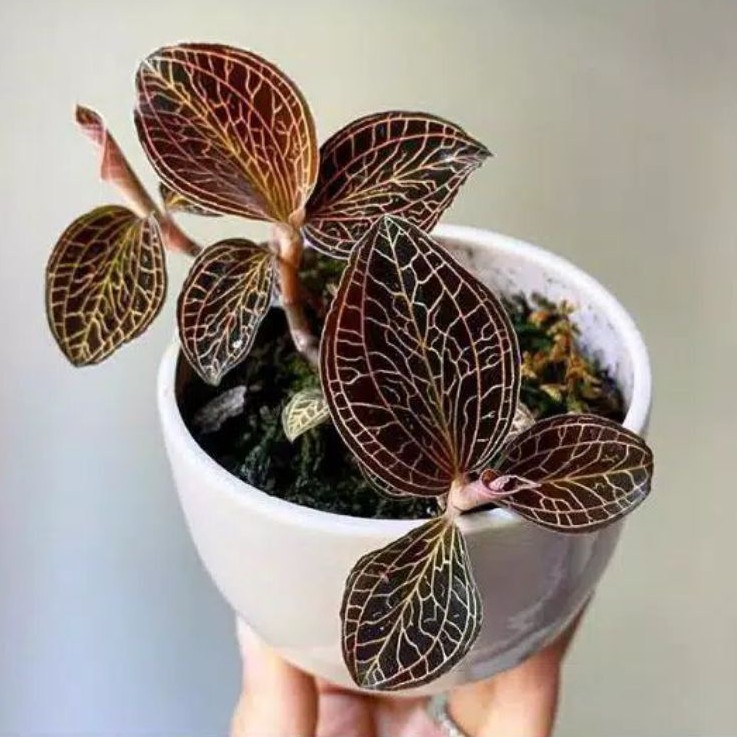Tanaman Hias Macodes Petola/Jewel Orchid/Ki Aksara Paket Tanaman,Media Tanam Plus Pot