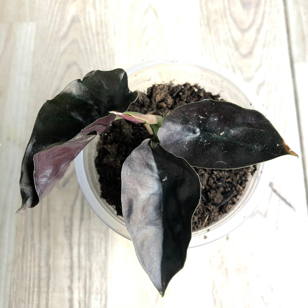 termurah Alocasia black indo 2 Daun anakan (daun hitam) | black borneo | alocasia infernalis black