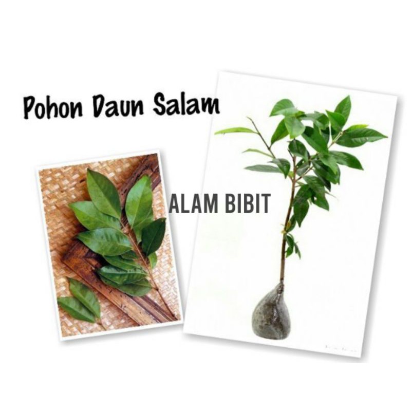 BIBIT SALAM (BUAT MASAK) (Beli 5 gratis 1)