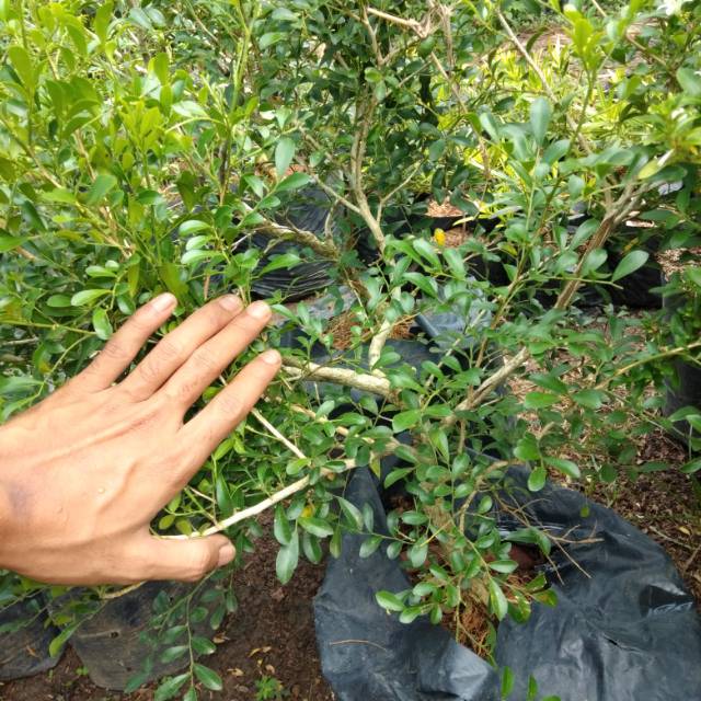 bahan bonsai kemuning mikro