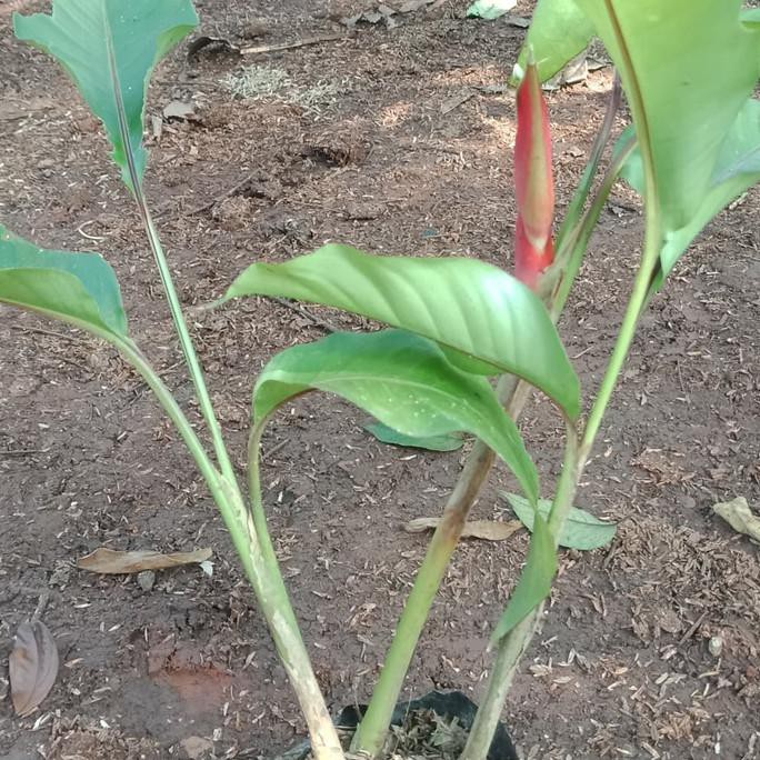 bibit tanaman pisang bali merah - tanaman pisang bali