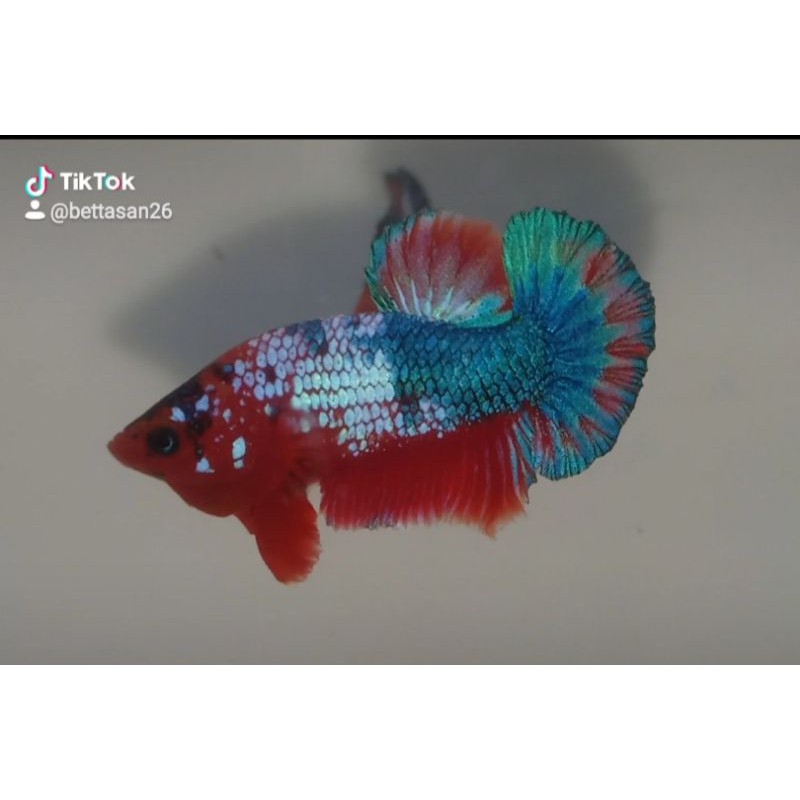 CUPANG HELLBOY JANTAN/BETINA