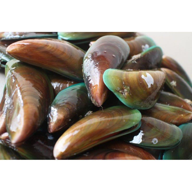 

Kulit kerang hijau / cangkang kulit kerang