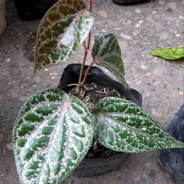 COD Bibit sirih merah pohon sirih merah bibit daun sirih merah piper ornatum