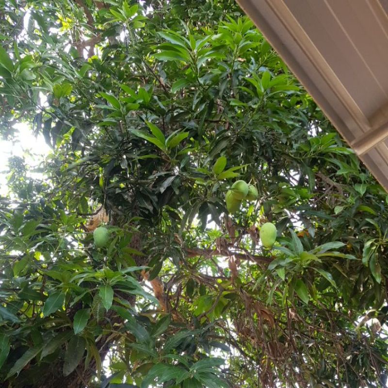 

mangga indramayu