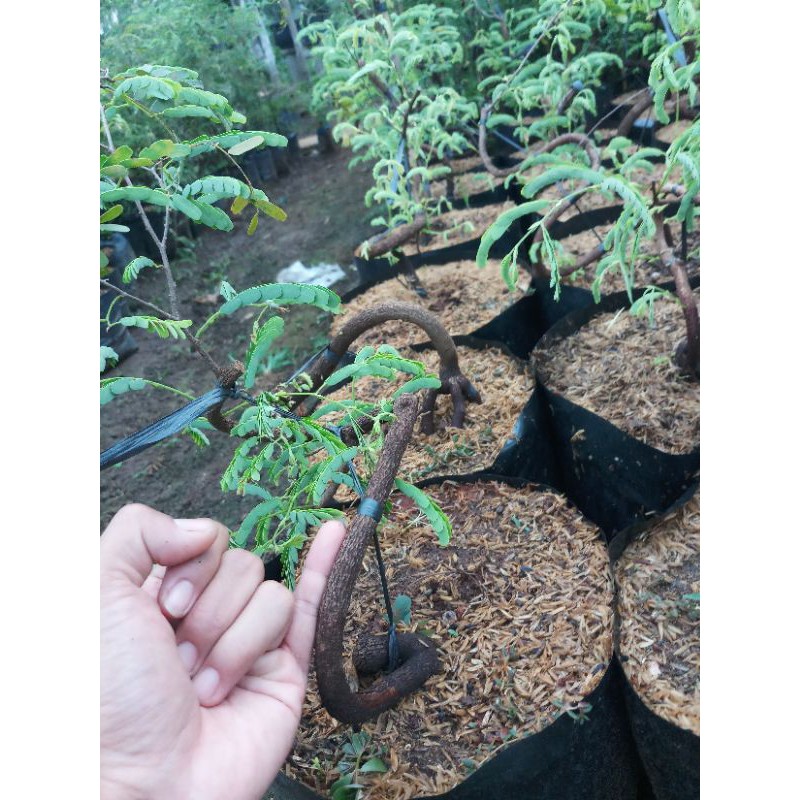 asem jawa bahan bonsai semai dari biji