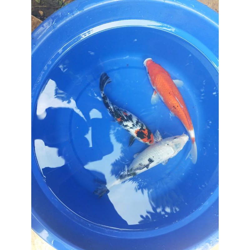 Ikan Koi 30cm Grade A Warna Pilihan
