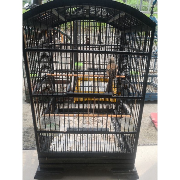 burung cendet trotol banyuwangi bahan pilihan