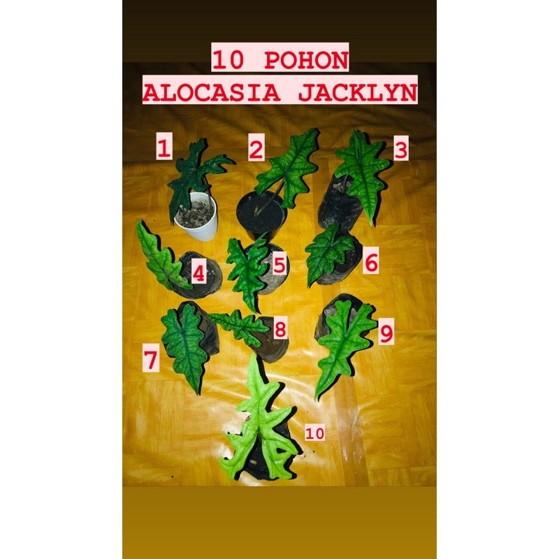 Alocasia Jacklyn 10 POHON ( COD )