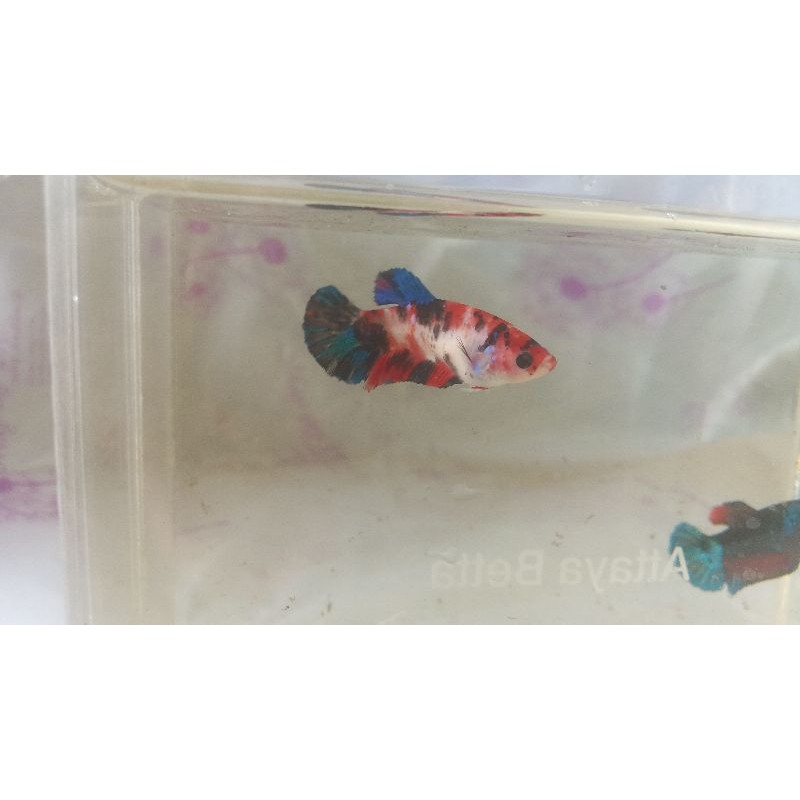 Ikan Cupang Multicolor Koi Betina Female